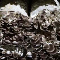 食用菌秀珍菇菌包23*48厘米的出菇2.5斤以上