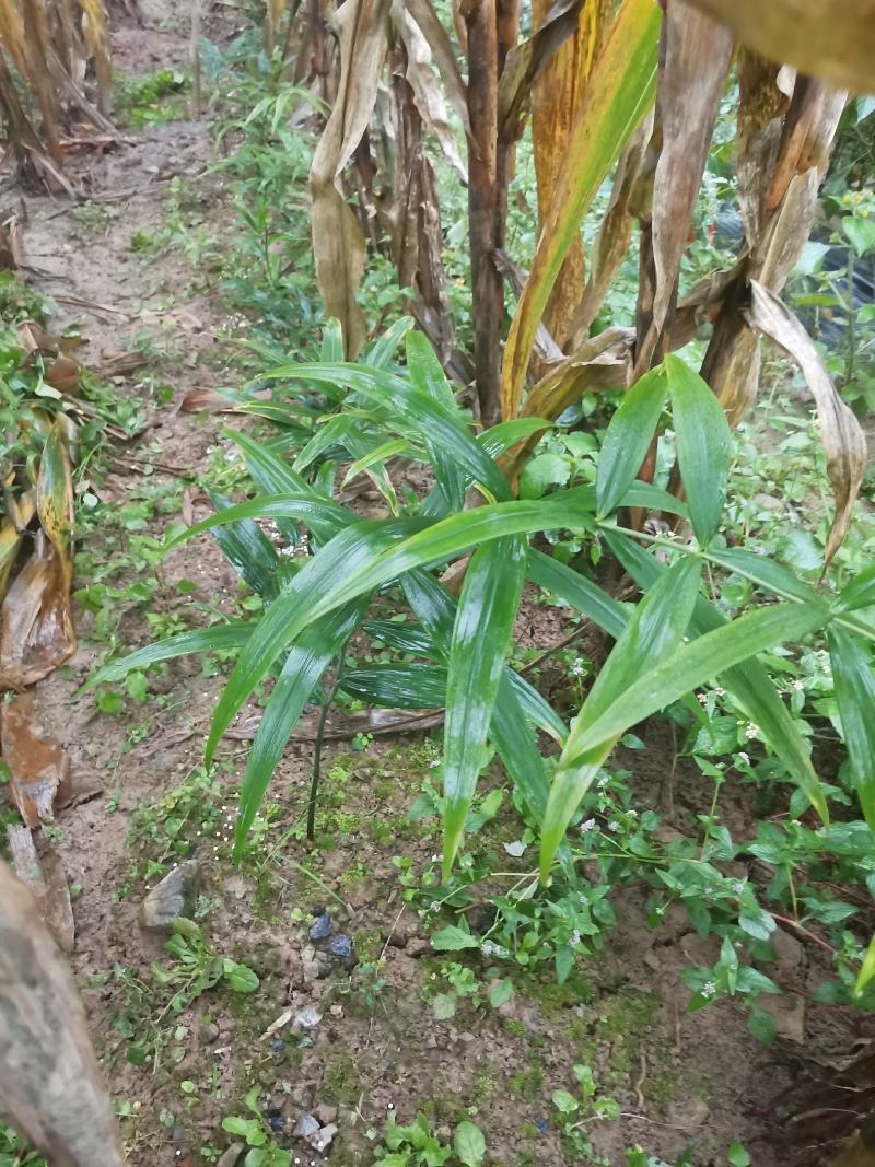 黄精芽头甜黄精姜型甜黄精，存活率高倒苗