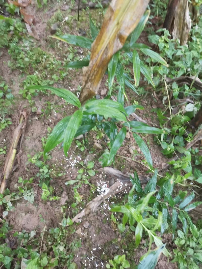 黄精芽头甜黄精姜型甜黄精，存活率高倒苗
