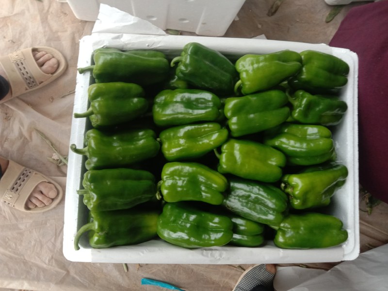 精品太空椒，果型好，颜色鲜艳