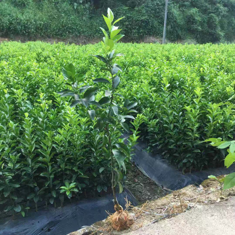 正宗四川不知火丑柑苗，品种纯正，包成活率，保湿发货，包邮