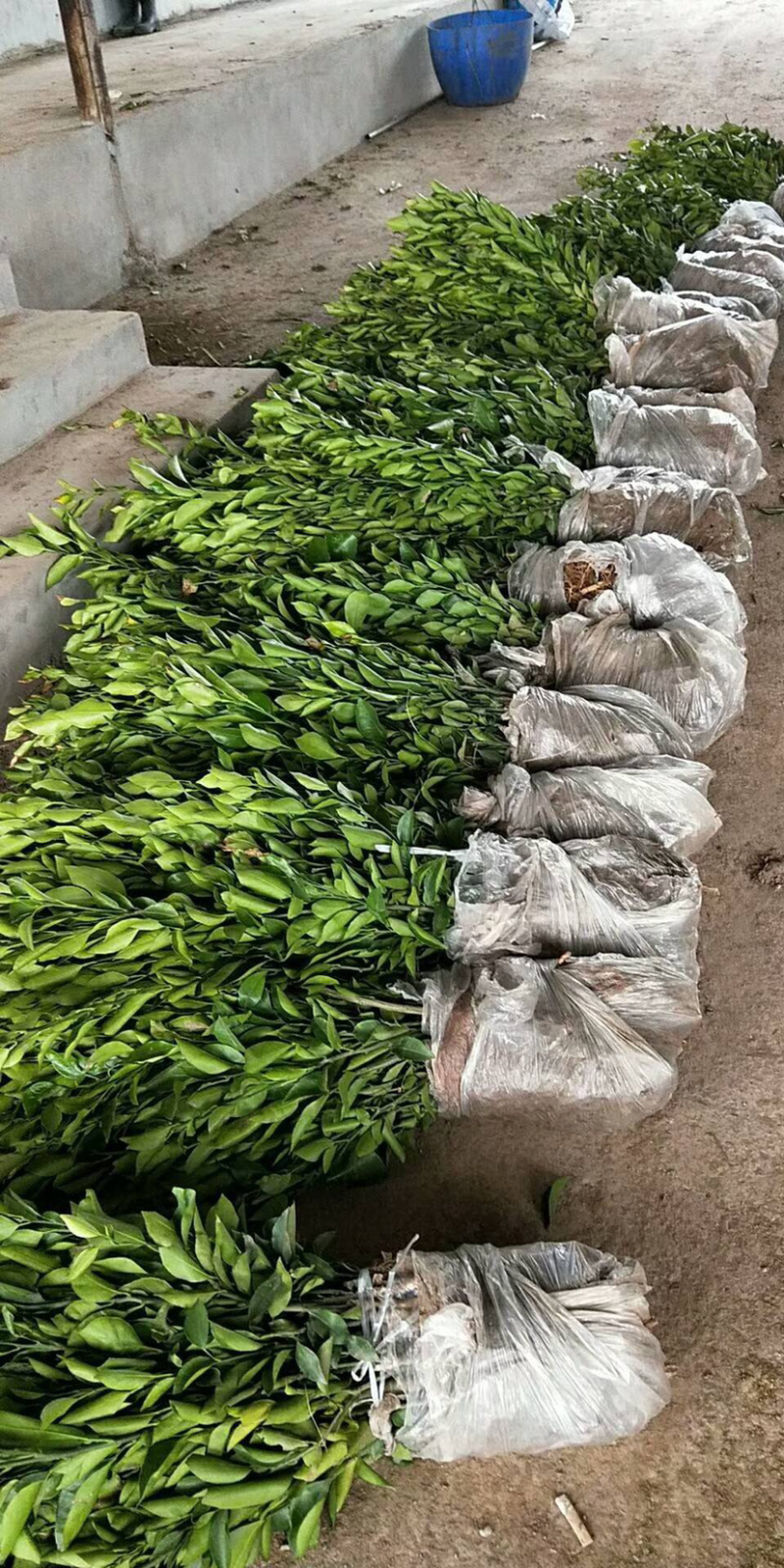 正宗四川不知火丑柑苗，品种纯正，包成活率，保湿发货，包邮