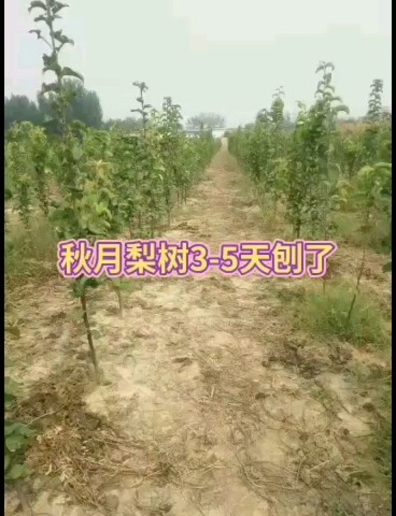 山东聊城冠县占地果树，绿化树，水果苗木基地