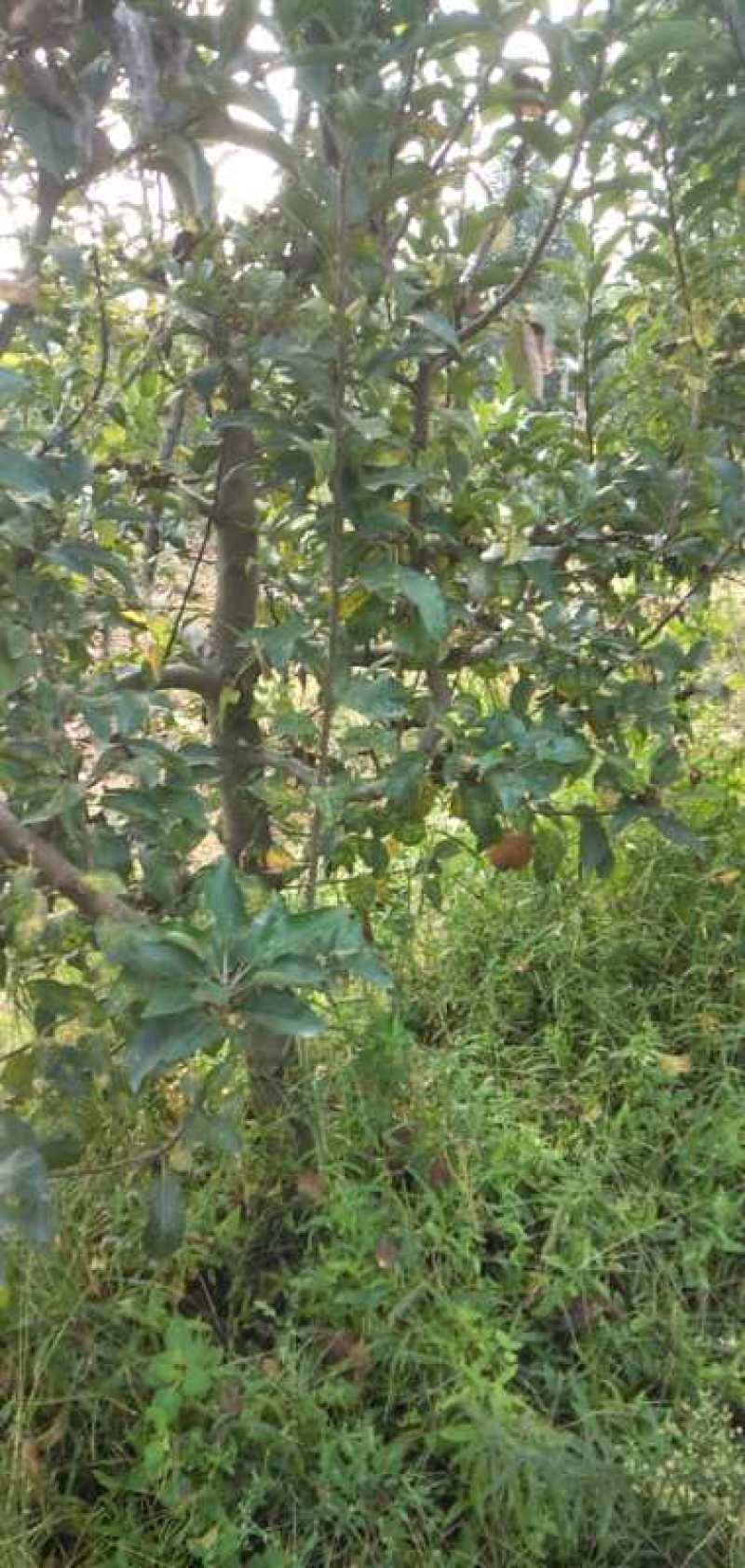 山东聊城冠县占地果树，绿化树，水果苗木基地