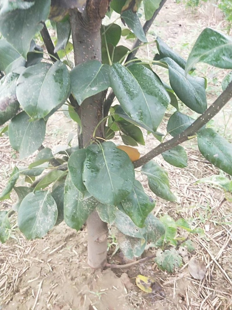 山东聊城冠县占地果树，绿化树，水果苗木基地