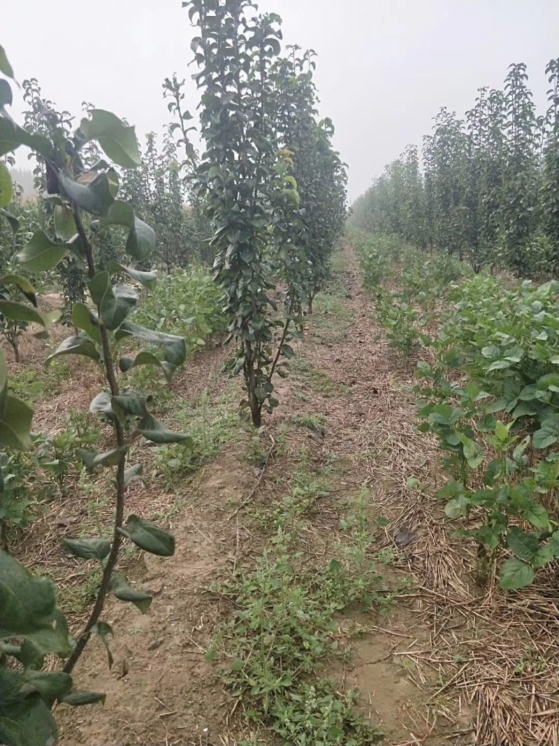 山东聊城冠县占地果树，绿化树，水果苗木基地