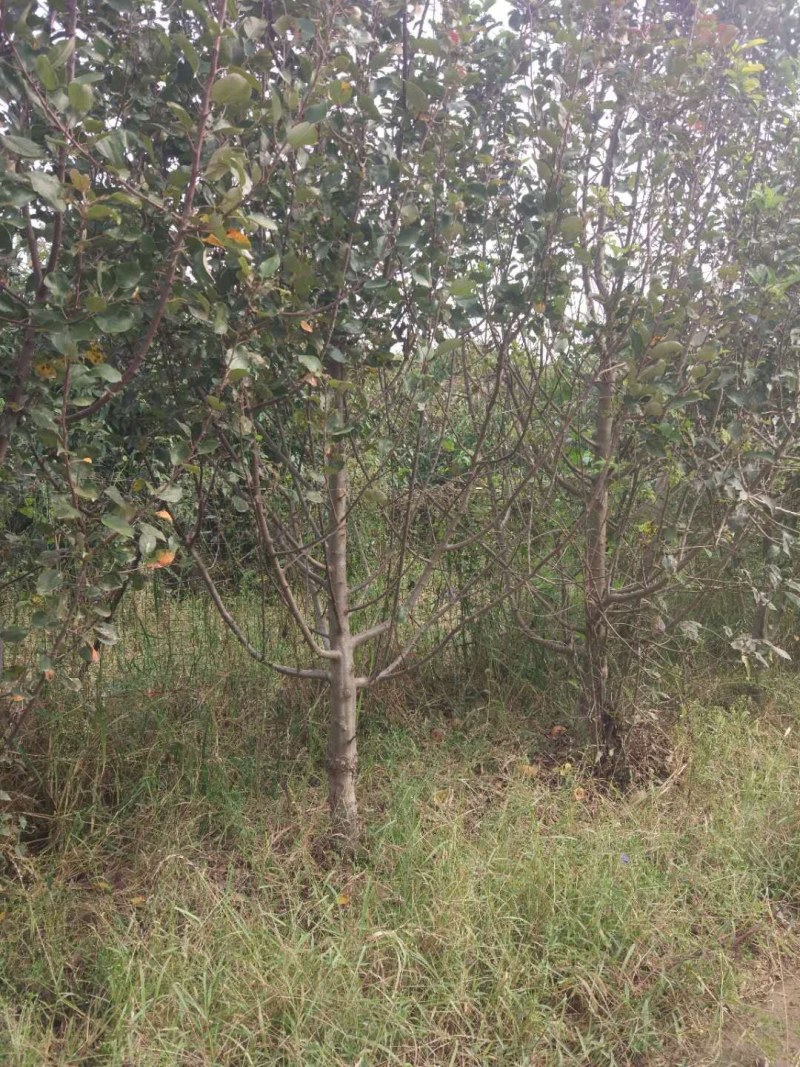 山东聊城冠县占地果树，绿化树，水果苗木基地