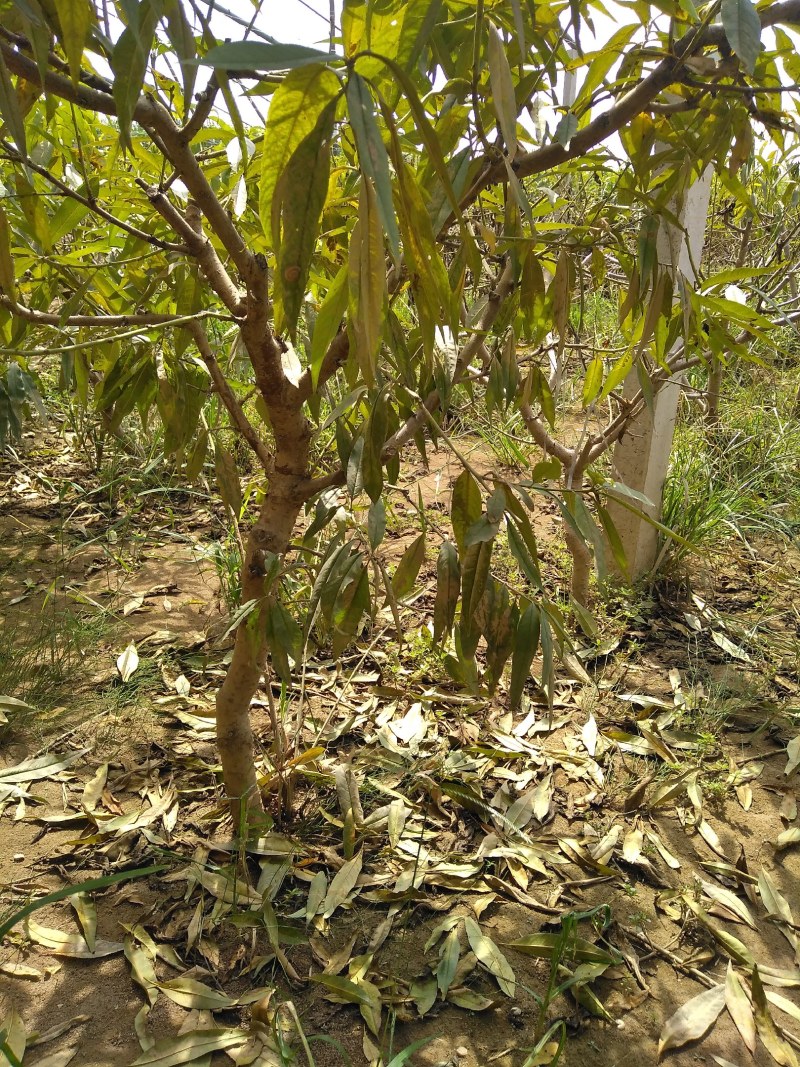 山东聊城冠县占地果树，绿化树，水果苗木基地
