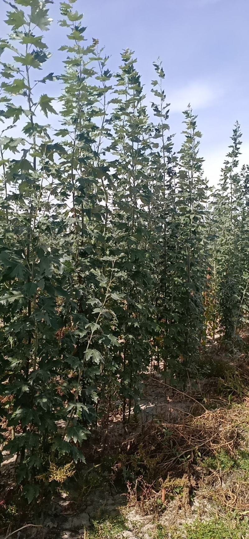 一年生新疆杨大量出售