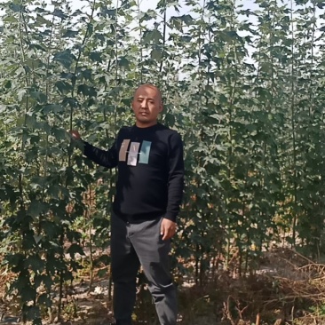 一年生新疆杨大量出售