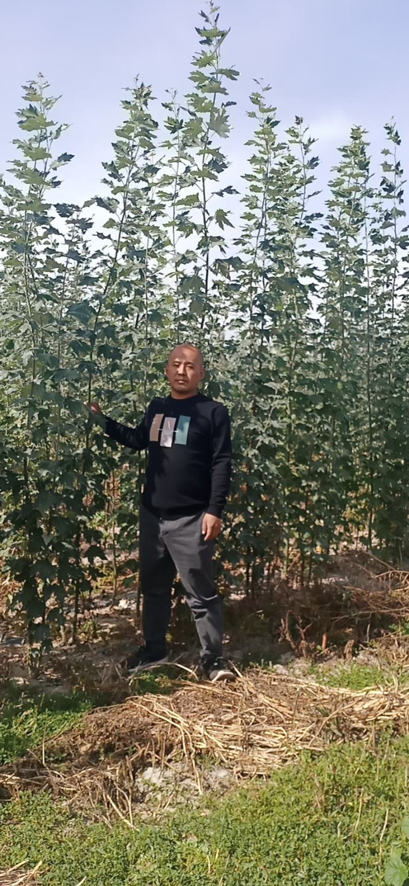 一年生新疆杨大量出售