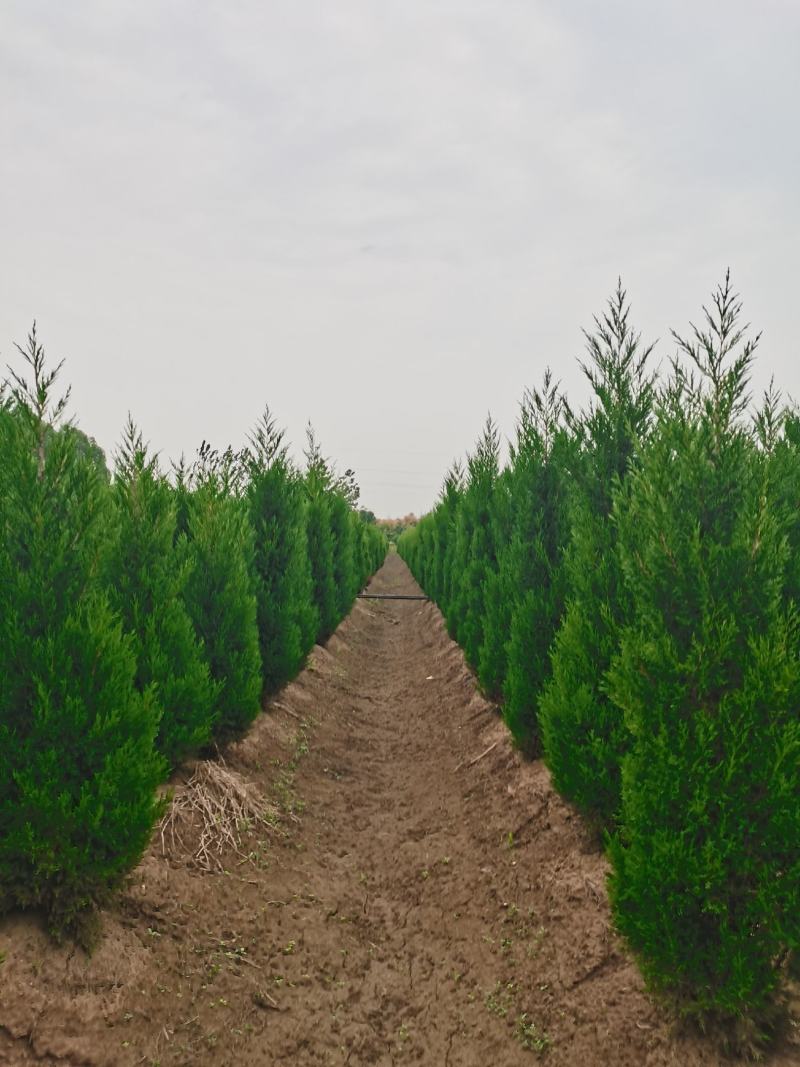 1米8蜀桧至2米蜀桧至2米2蜀桧价格大量现货出售