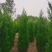 1米8蜀桧至2米蜀桧至2米2蜀桧价格大量现货出售