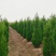 1米8蜀桧至2米蜀桧至2米2蜀桧价格大量现货出售