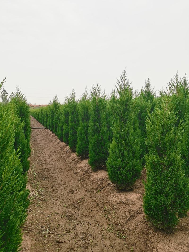 1米8蜀桧至2米蜀桧至2米2蜀桧价格大量现货出售