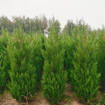 1米8蜀桧至2米蜀桧至2米2蜀桧价格大量现货出售