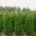 1米8蜀桧至2米蜀桧至2米2蜀桧价格大量现货出售