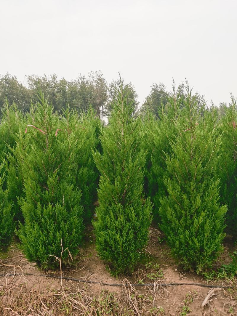 1米8蜀桧至2米蜀桧至2米2蜀桧价格大量现货出售