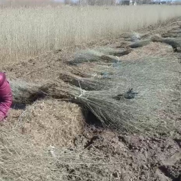 一年生沙枣苗大量出售
