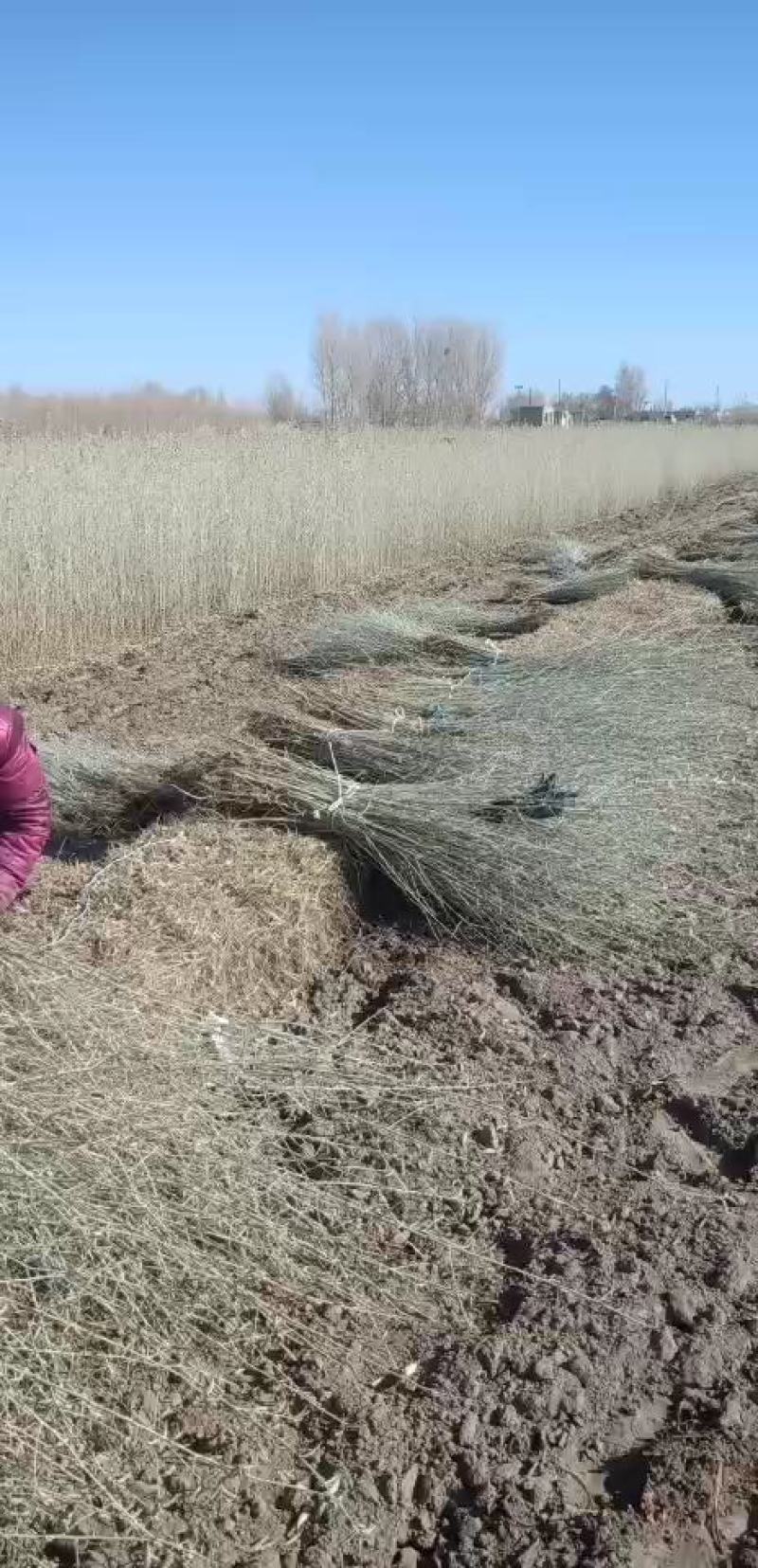 一年生沙枣苗大量出售