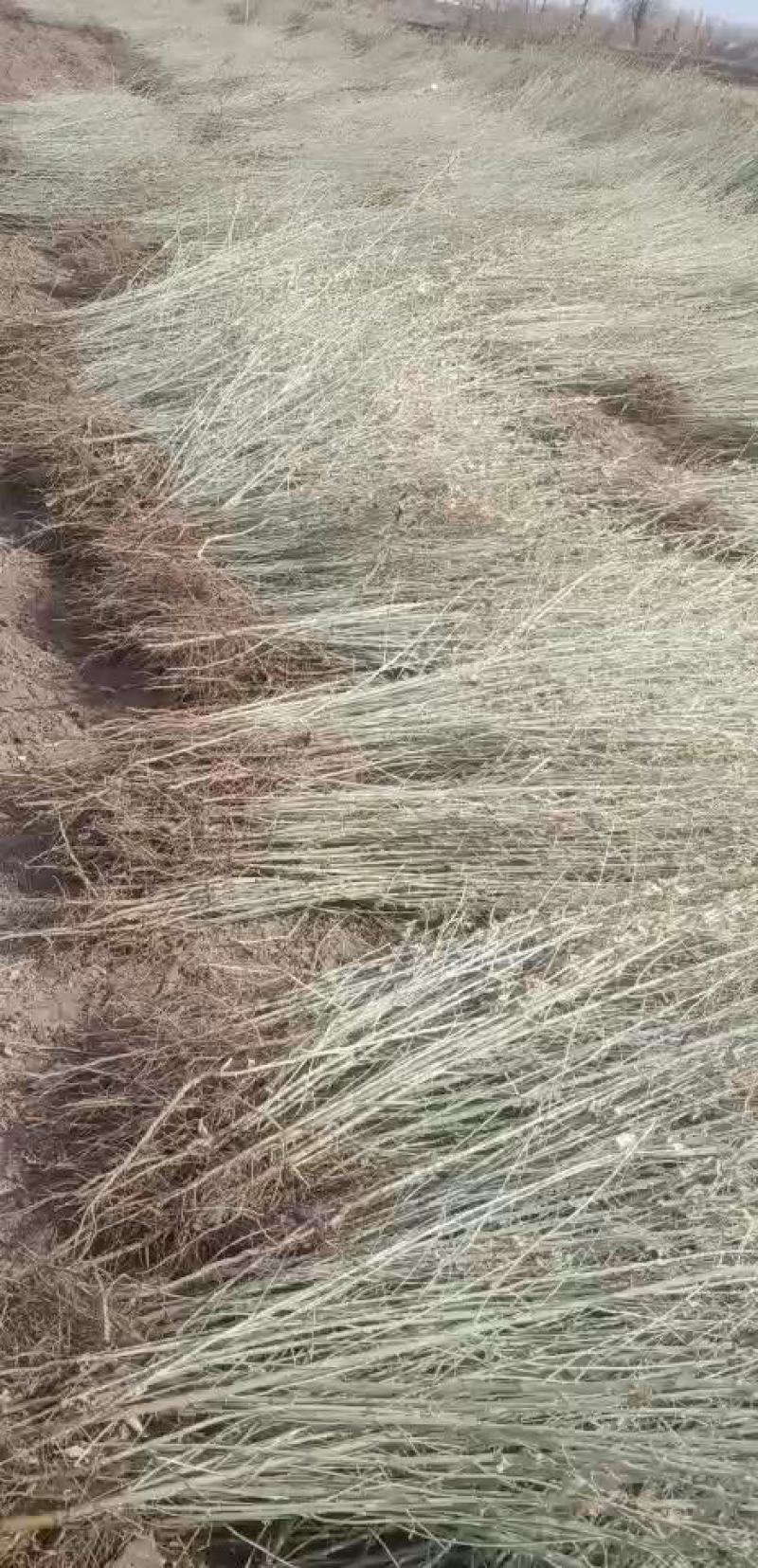 一年生沙枣苗大量出售