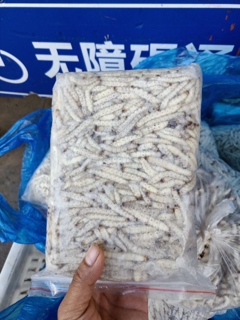 云南普洱竹虫_冰鲜