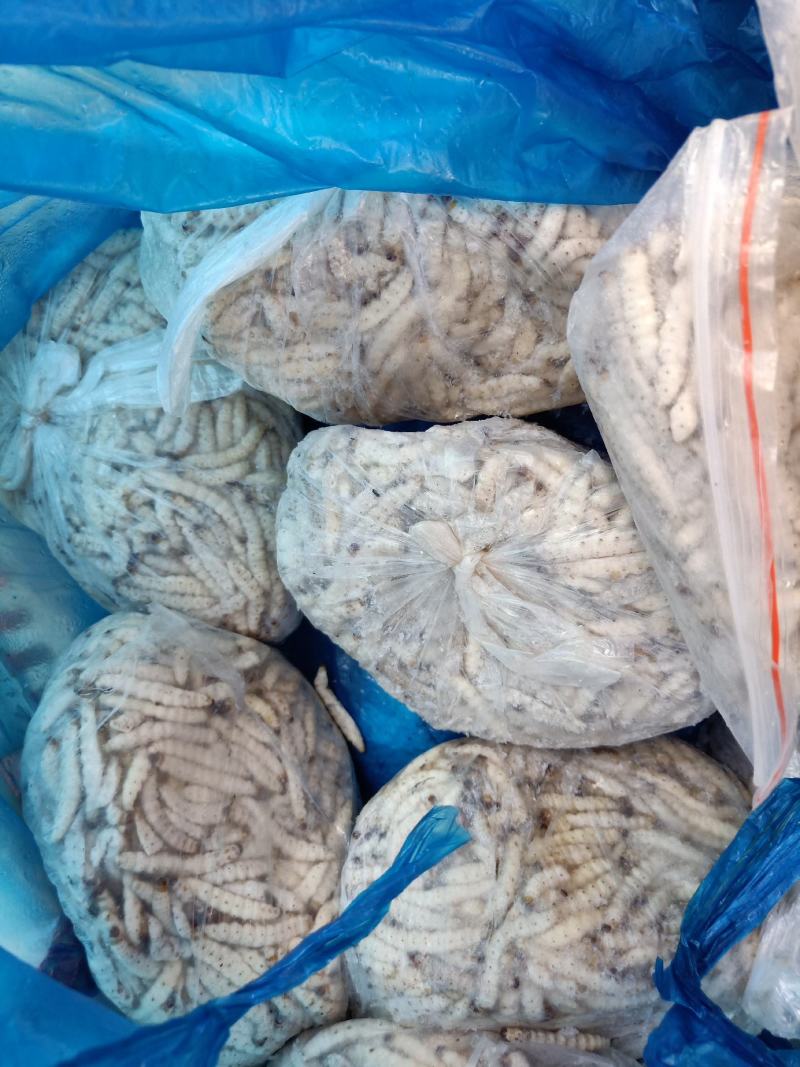 云南普洱竹虫_冰鲜