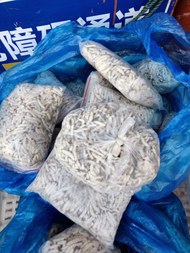 云南普洱竹虫_冰鲜