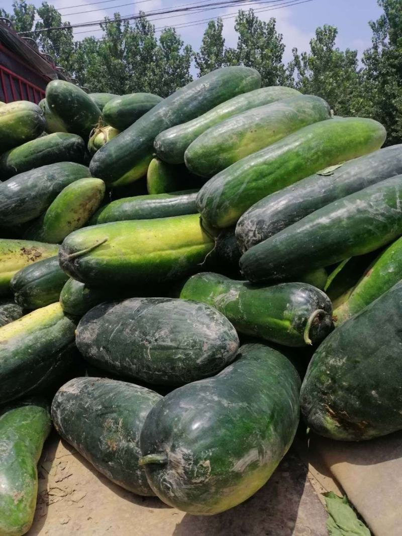 精品黑皮冬瓜，基地直供，欢迎全国各地客商前来采购咨询