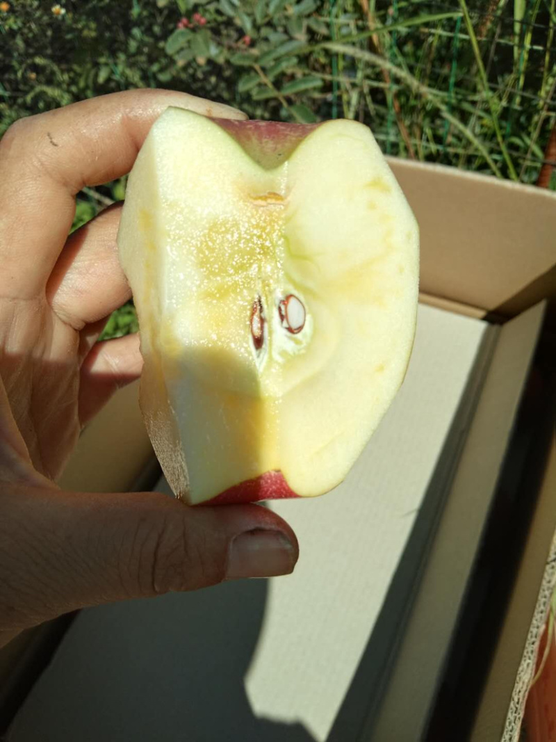 红富士🍎糖心苹果大量走货中有需要的老板赶快联系我哦