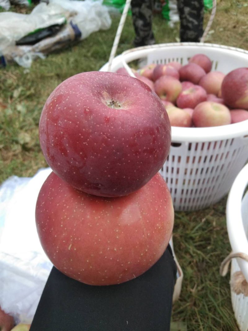 红富士🍎糖心苹果大量走货中有需要的老板赶快联系我哦