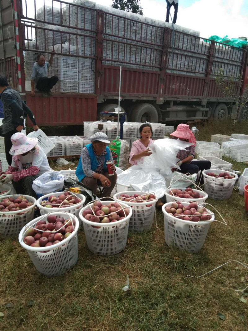 红富士🍎糖心苹果大量走货中有需要的老板赶快联系我哦