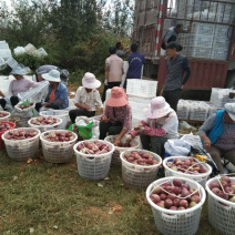 红富士🍎糖心苹果大量走货中有需要的老板赶快联系我哦