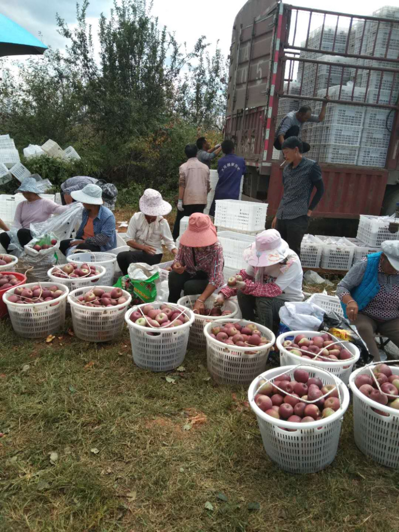 红富士🍎糖心苹果大量走货中有需要的老板赶快联系我哦