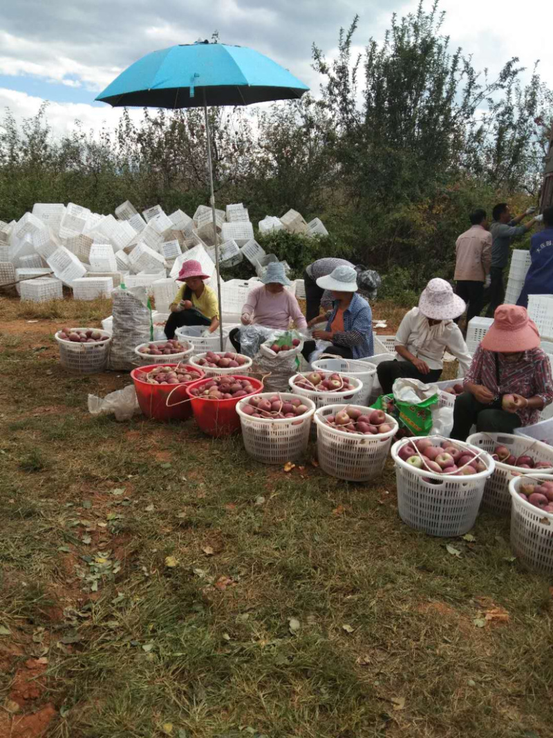 红富士🍎糖心苹果大量走货中有需要的老板赶快联系我哦