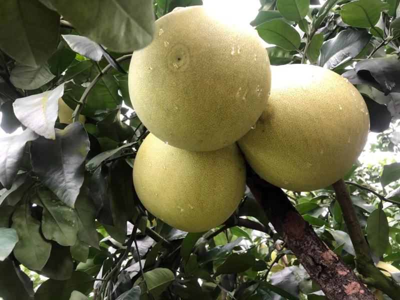 平和琯溪蜜柚一白柚、红柚、三红柚