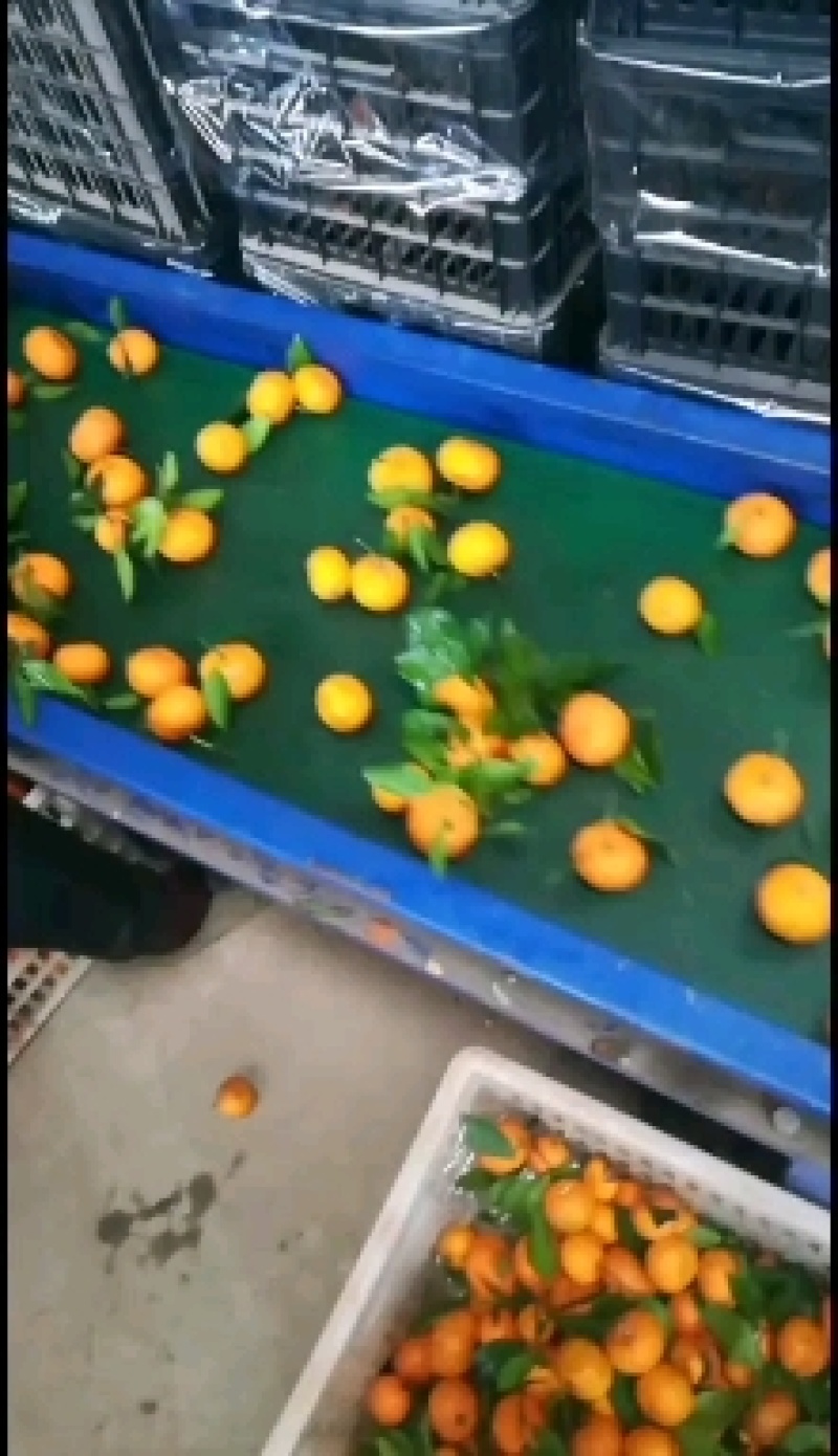 新余蜜橘代收代发！细皮化渣清甜！广交四海朋友！代办产地服