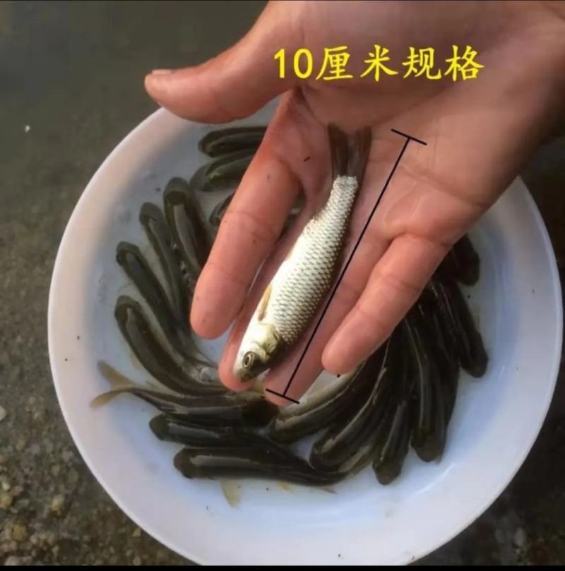 草鱼苗出售各种名优鱼苗可送货上门货到付款，量大从优