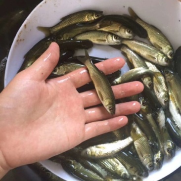 草鱼苗出售各种名优鱼苗可送货上门货到付款，量大从优