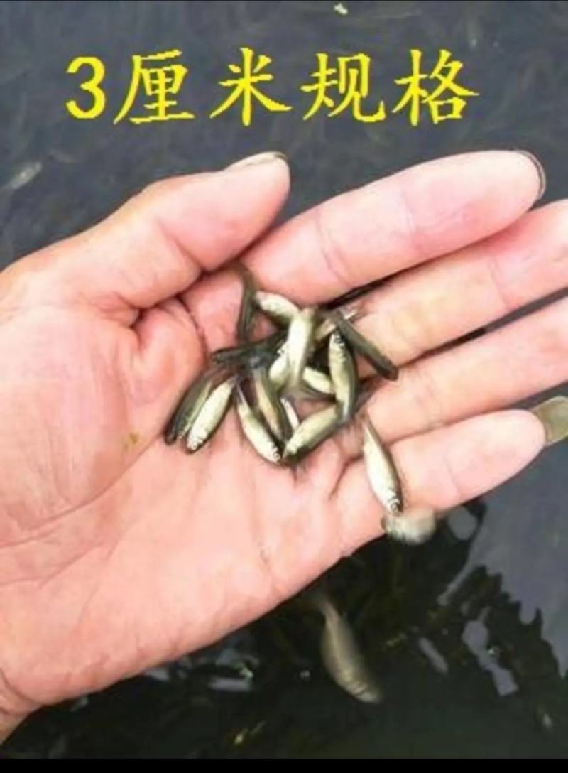 草鱼苗出售各种名优鱼苗可送货上门货到付款，量大从优