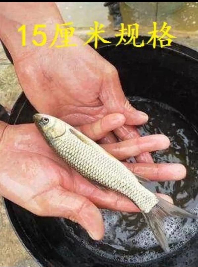 草鱼苗出售各种名优鱼苗可送货上门货到付款，量大从优