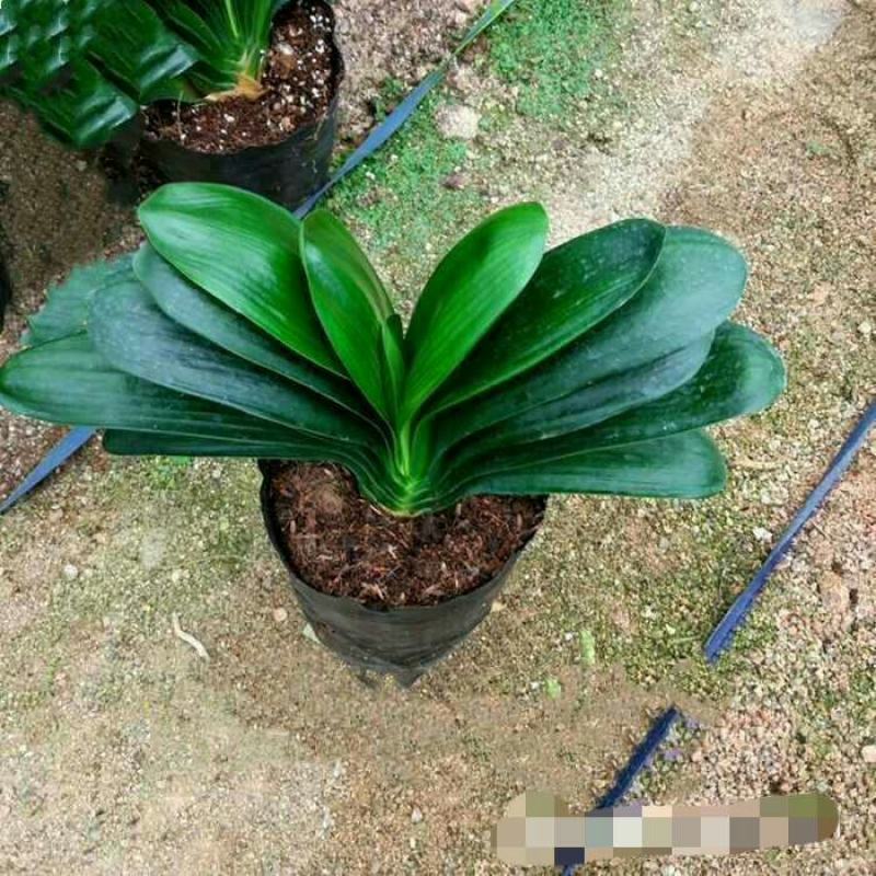 君子兰花君子兰盆栽君子兰苗君子兰花君子兰四季常青植物蝴蝶