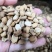 苦瓜籽干货中药材用量大从优欢迎选购