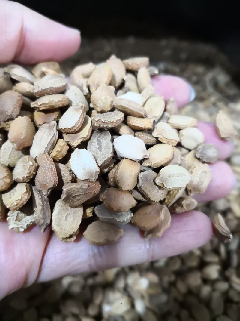 苦瓜籽干货中药材用量大从优欢迎选购