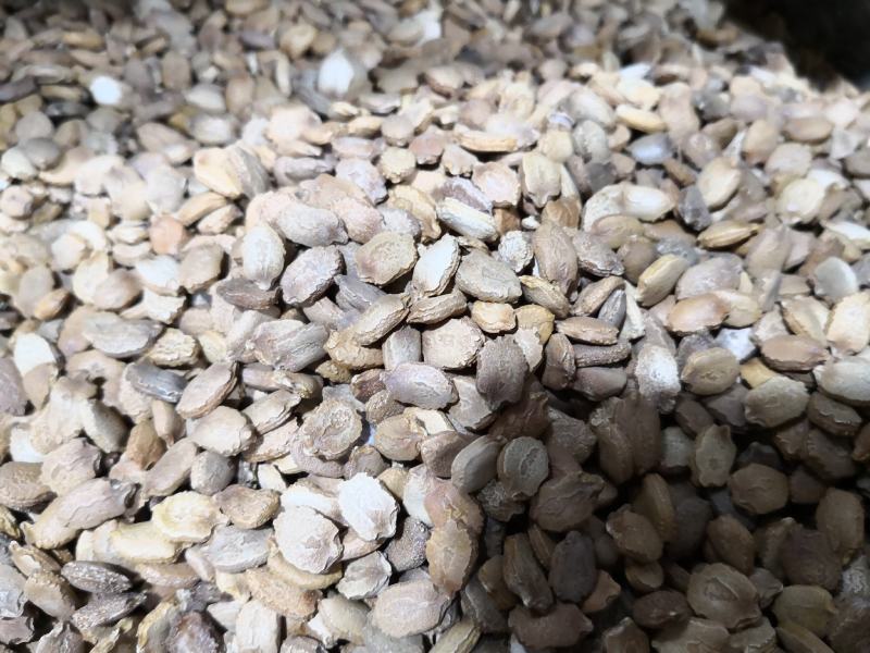 苦瓜籽干货中药材用量大从优欢迎选购