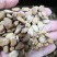 苦瓜籽干货中药材用量大从优欢迎选购