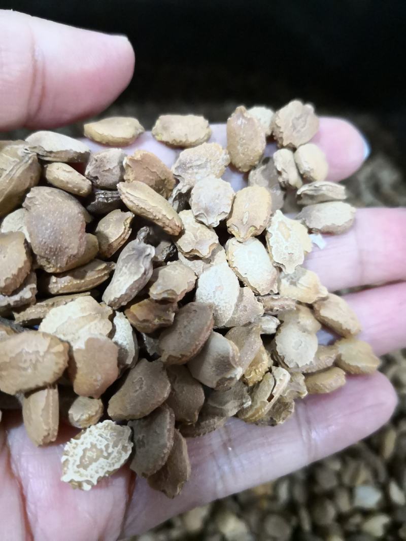 苦瓜籽干货中药材用量大从优欢迎选购
