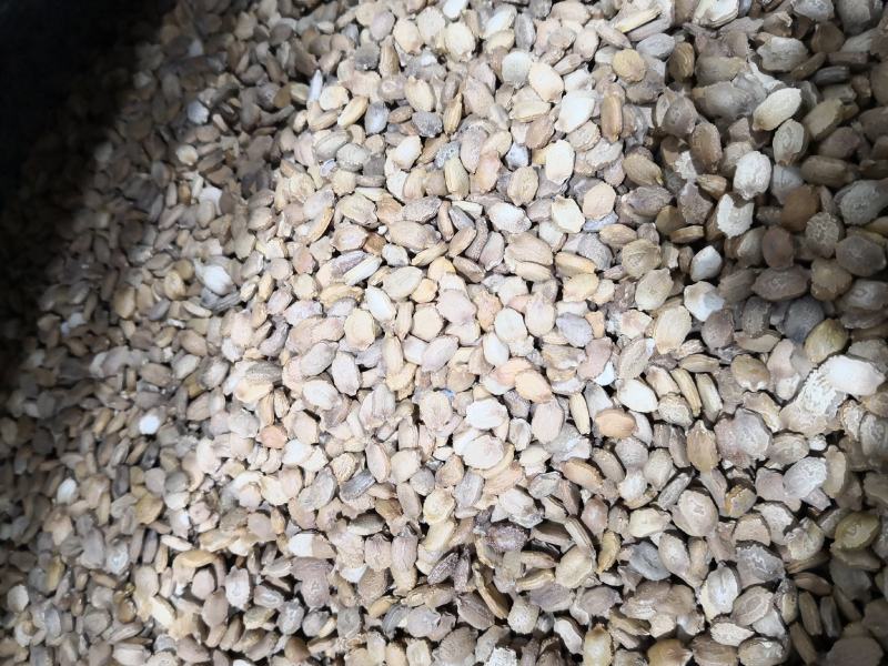 苦瓜籽干货中药材用量大从优欢迎选购