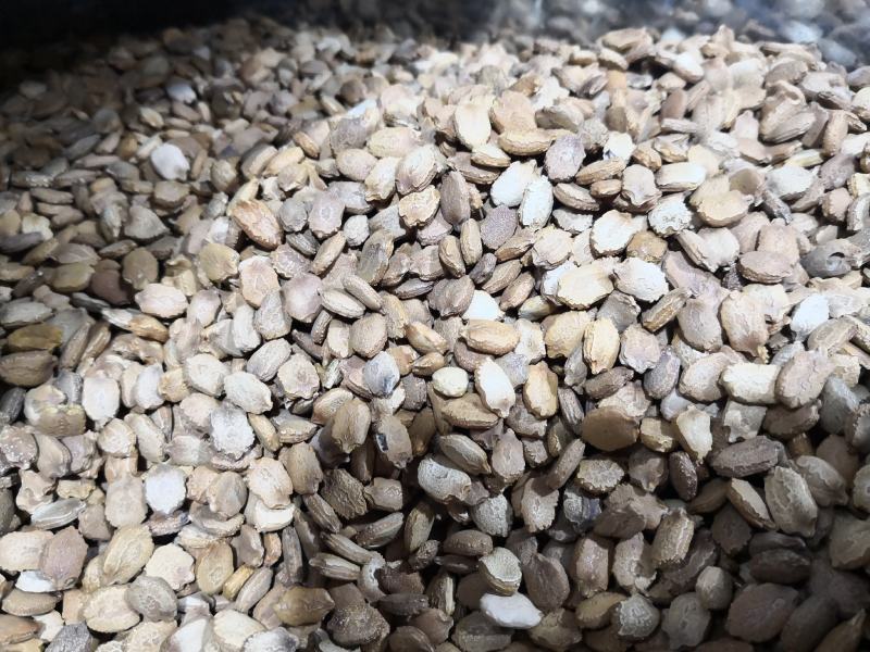 苦瓜籽干货中药材用量大从优欢迎选购