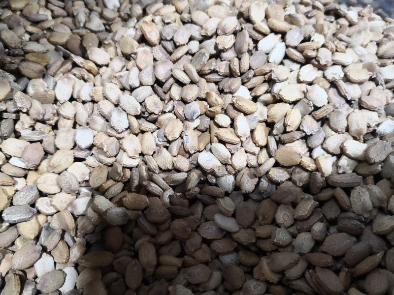 苦瓜籽干货中药材用量大从优欢迎选购